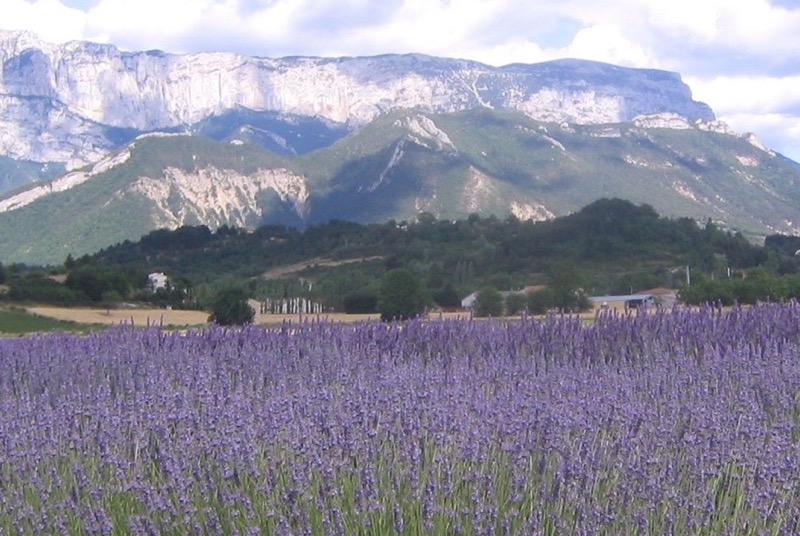 Fields of Lavender in France